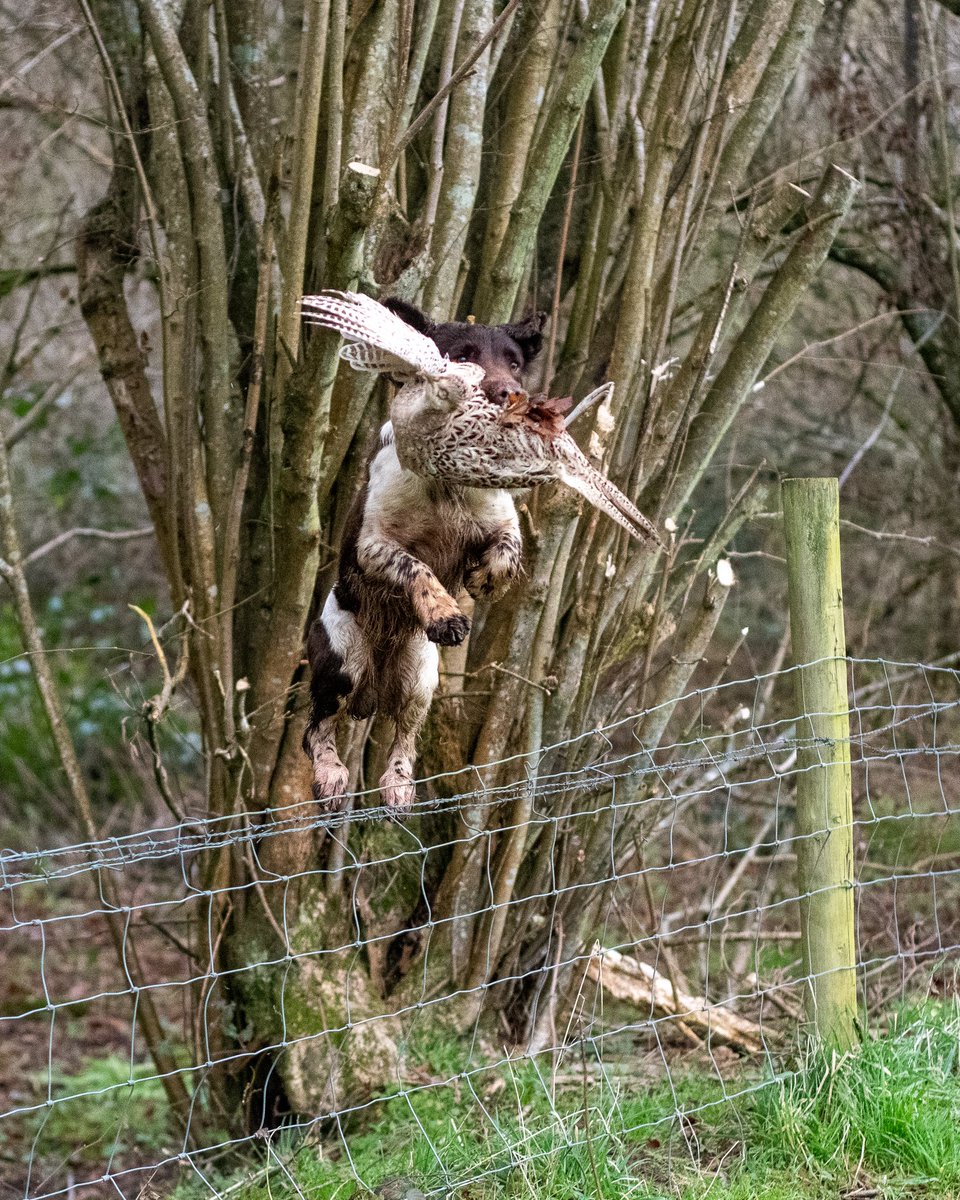lurcherwork's tweet image. #gundog #spaniel #birddog #springerspaniel #pheasantseason