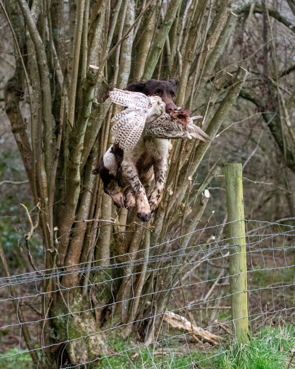 lurcherwork's tweet image. #gundog #spaniel #birddog #springerspaniel #pheasantseason