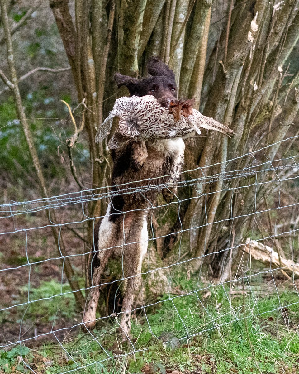 lurcherwork's tweet image. #gundog #spaniel #birddog #springerspaniel #pheasantseason