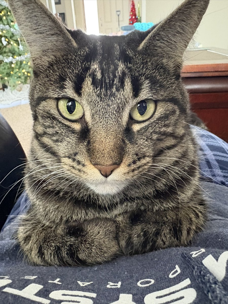 ScottRuud's tweet photo. @PostsOfCats https://t.co/jut6i4XAoo