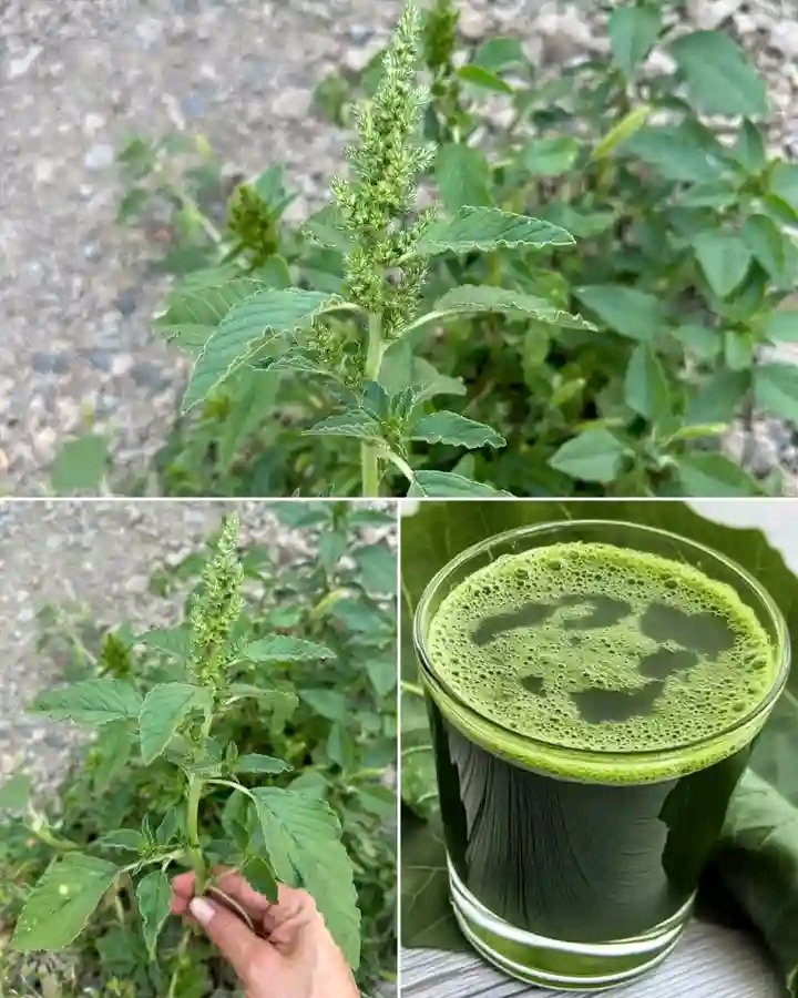 This amazing plant grows at the backyard of the house but some people perceive it as a weed yet it has lots of health benefits foe human survival