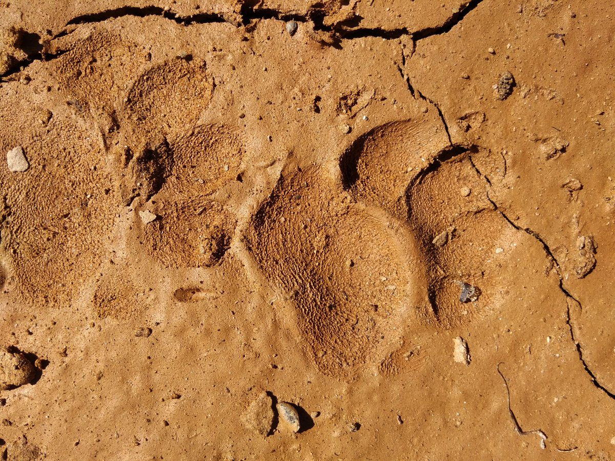 Huellas de tejón, uno de los múltiples indicios de presencia que encontramos e interpretamos en los itinerarios de nuestras actividades sobre el #lobo
llobu.es