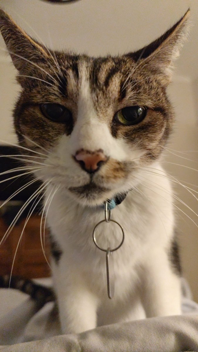 AnaBalbi6's tweet photo. @PostsOfCats https://t.co/evabwTuxxU