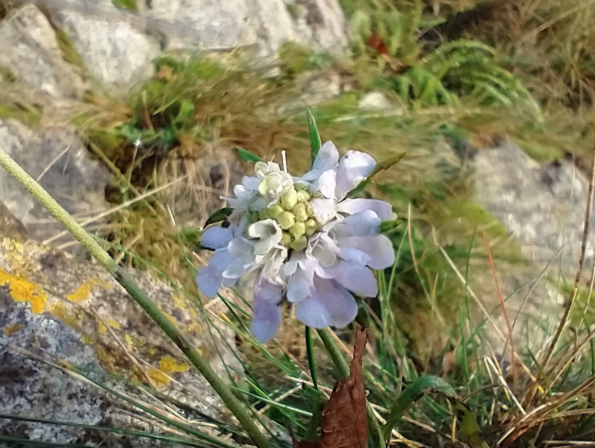 Neil Forbes (@treebeard_793) on Twitter photo The highlight of our #NewYearPlantHunt this year was this rather stunning Small Scabious, Scabiosa columbaria at Humphrey Head, #Çumbria. We managed 8 species in total here.
#Wildflowerhour with <a href="/MaskellLindsay/">Lindsay Maskell</a> The highlight of our #NewYearPlantHunt this year was this rather stunning Small Scabious, Scabiosa columbaria at Humphrey Head, #Çumbria. We managed 8 species in total here.
#Wildflowerhour with <a href="/MaskellLindsay/">Lindsay Maskell</a>