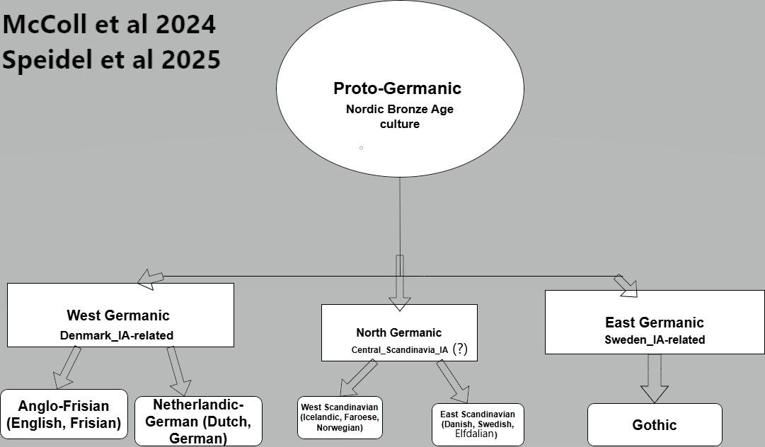 Nelson06892140's tweet image. Correction: I accidentally wrote Icelandic instead of Elfdalian under the East Scandinavian category. That&apos;s why you shoudln&apos;t post on X when sleep-deprived.