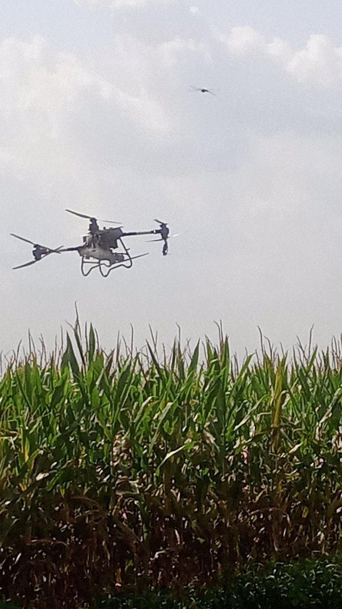 Femi__Adekoya's tweet photo. When we say we provide precision and efficient targeted CROP PROTECTION Drone spraying services that you can depend on

Here is one of the testimonials from one of our clients who did 30 Ha of Maize 🌽 

The disease was raging but with our timely intervention using drones to help spray the right dosage of pesticide, the farmer was able to savage his investment and surely, we have some more food into the food system

We sprayed all the 30 Ha of Maize in a day and that was it

Talking of SPEED, EFFICACY, EFFICIENCY and Precision 

Mine is to show you evidence, it's left for you to engage us for your next season project

Remember, pests and diseases don't sleep neither do they go on holiday

For more information about our Agricultural drone services check out our website - https://t.co/TLOrjsYzyN

Send us an email at info@iaprecision.com
.
.
.
.
.
~ your Flyingfarmer 

@Nig_Farmer @NajeemSaliu @akinwale_cfi @borie_nla @BashorunGa_ @Farmexecutive @jerrytobi @JohnAgboola_ @PandaAgricultur @EletaValentine  @Samsonprolific