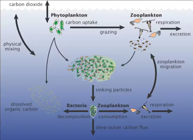 Globally, the biological pump transfers 10 billion metric tons of carbon from the atmosphere to the ocean depths each year.
For humans to destroy that biological pump is to destroy the very foundation of life on this planet