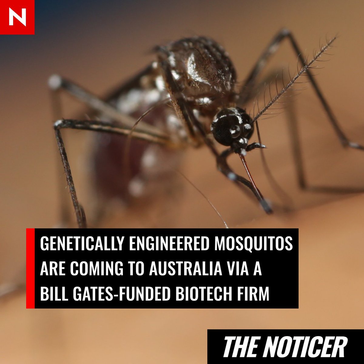 NoticerNews's tweet photo. Oxitec Australia is applying for a licence to release genetically engineered mosquitos in Queensland to stop dengue fever.

Dengue is almost non-existent in Australia and deaths are extremely rare. https://t.co/6nhkA3aRok