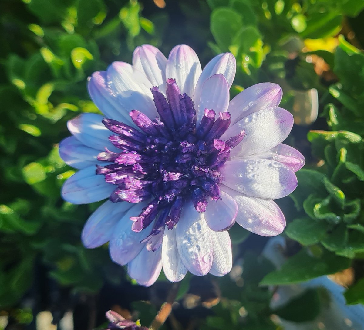 StuartWilliams_'s tweet photo. Osteospermum ecklonis 3D Blueberry
#Plantmark #Osteospermum #Asteraceae https://t.co/YQeFwX82gG