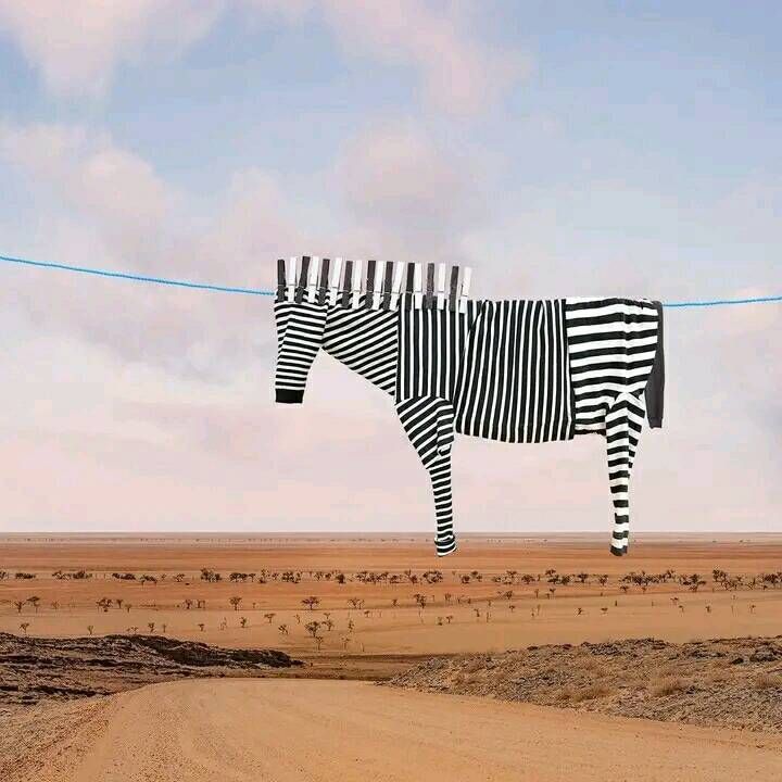 The Museum of Curiosities tweet media