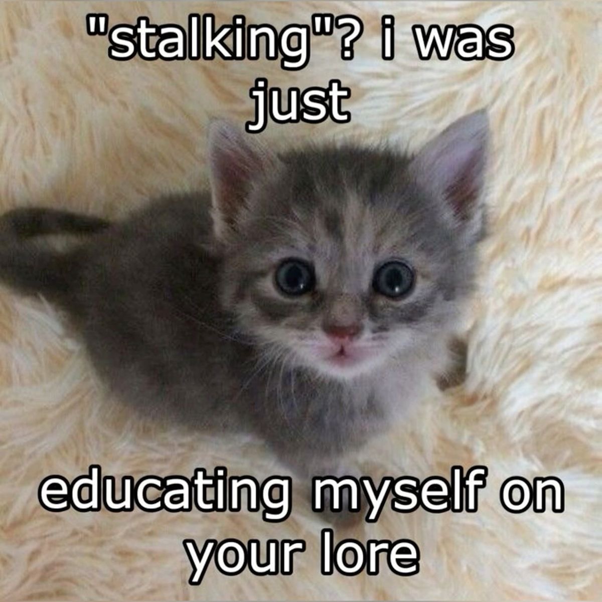 PunchingCat's tweet photo. https://t.co/oLFlHcl8rb