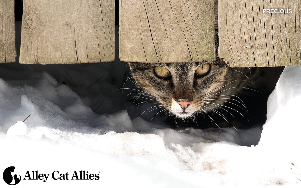 alleycatallies's tweet image. With the widespread cold snap taking hold, learn how you can help the community cats you care for stay warm with our top Cold Weather Tips for Cats: alleycat.org/WinterWeather

#CatAdvocates 
#WinterWeatherTips