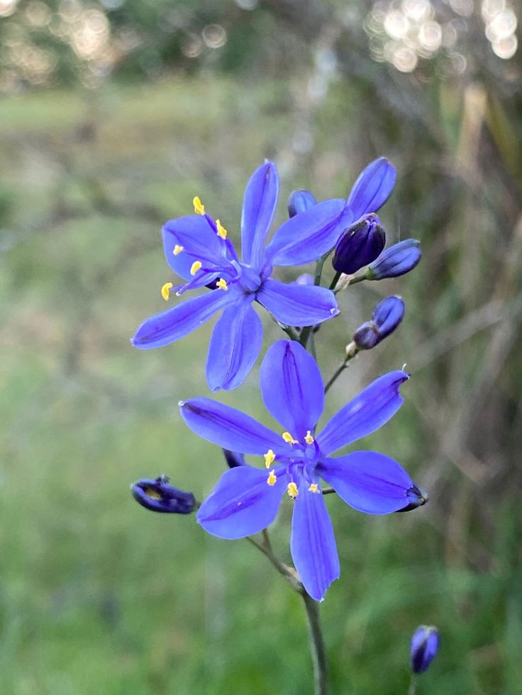Untamedpath's tweet photo. "Delicate blue blooms of a Pasithea caerulea, also known as the Azullilo flower, reaching for the sunlight." #pasitheacaerulea #azulillo #blueflowers #wildflowers #naturephotography https://t.co/EyFPakaQL4