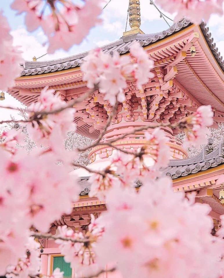 cherysakk's tweet photo. 〚 こんにちは 〛i am sakura please let's get along well. https://t.co/GlHOTjJVuK