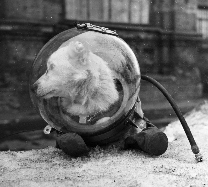 sovietvisuals's tweet photo. Belka the space dog upon returning from her cosmic voyage. USSR, August 1960 https://t.co/8rObZV0Y32