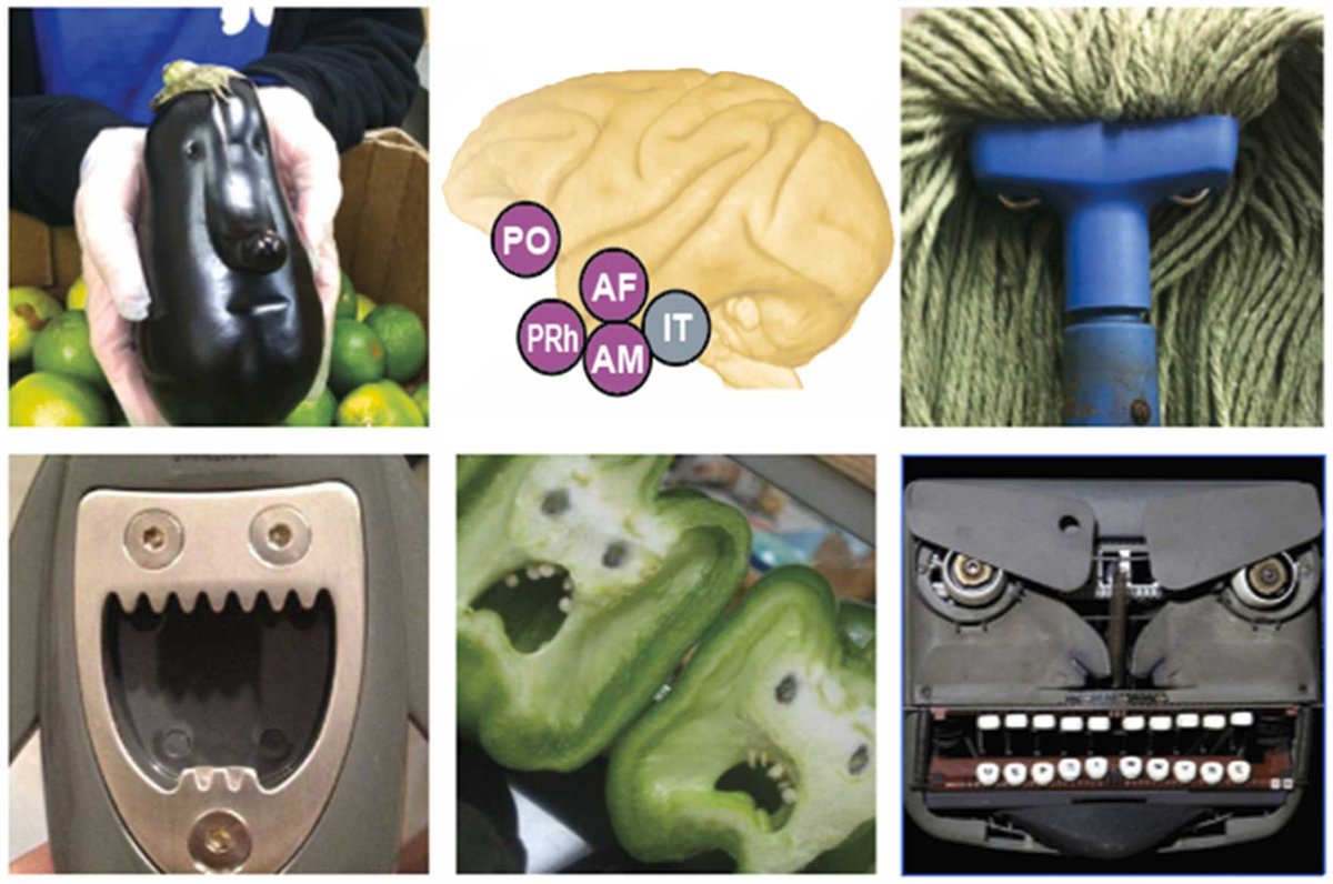 The BrisBrain Lab (@brisbrain_lab) on Twitter photo Here, <a href="/koyanokw/">Kenji W Koyano</a> et al. show that š neurons in certain face patches barely react to pareidolia (illusory faces in objects).
doi.org/10.1016/j.pneuā¦
To those who have argued that the brain "obviously" processes stimuli that look like faces as facesāit's not that simple. Here, <a href="/koyanokw/">Kenji W Koyano</a> et al. show that š neurons in certain face patches barely react to pareidolia (illusory faces in objects).
doi.org/10.1016/j.pneuā¦
To those who have argued that the brain "obviously" processes stimuli that look like faces as facesāit's not that simple.