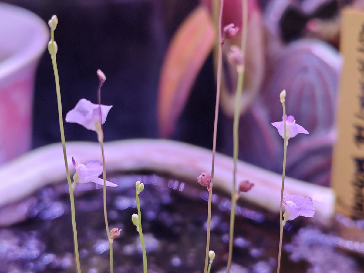 Stsihom's tweet photo. [钩突挖耳草（Utricularia warburgii ）]
现在开始集中开花了，用了一个大的盆来种，希望能长满一盆。
这是中国本土存在的一种挖耳草，我也许可以试试种到我家水池中的假山上？🧐
#食虫植��� #CarnivorousPlants #狸藻 #Utricularia https://t.co/OqsTuxprZ8
