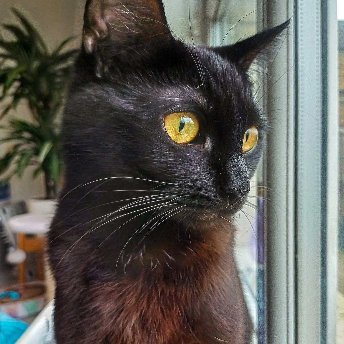 New year, same mission: finding forever homes for cats in need 🐾💔 Can you open your heart (and your home) to one of these beauties? 🏡❤️ 

felinefriendslondon.uk/adoption