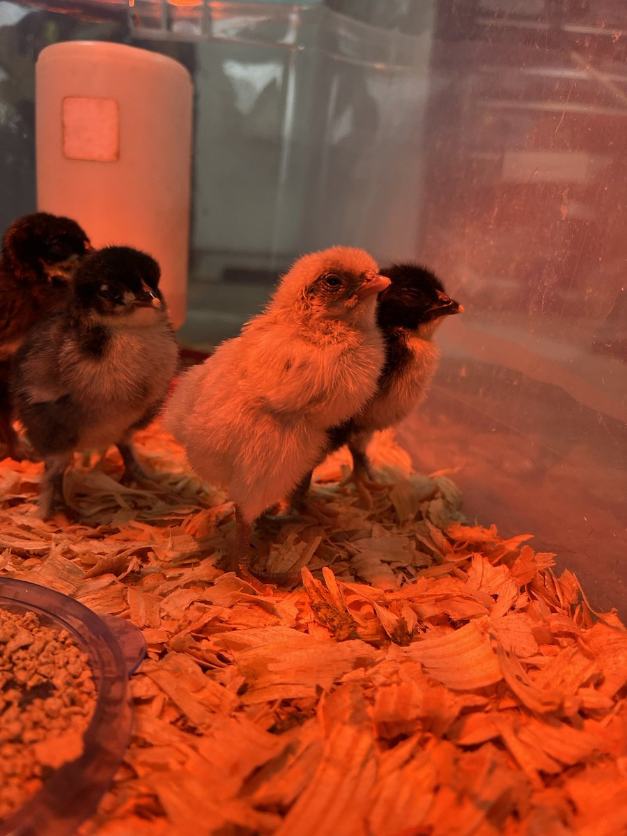 The seven chicks are doing great and will be heading to <a href="/pelion_middle/">Pelion Middle School</a> tomorrow