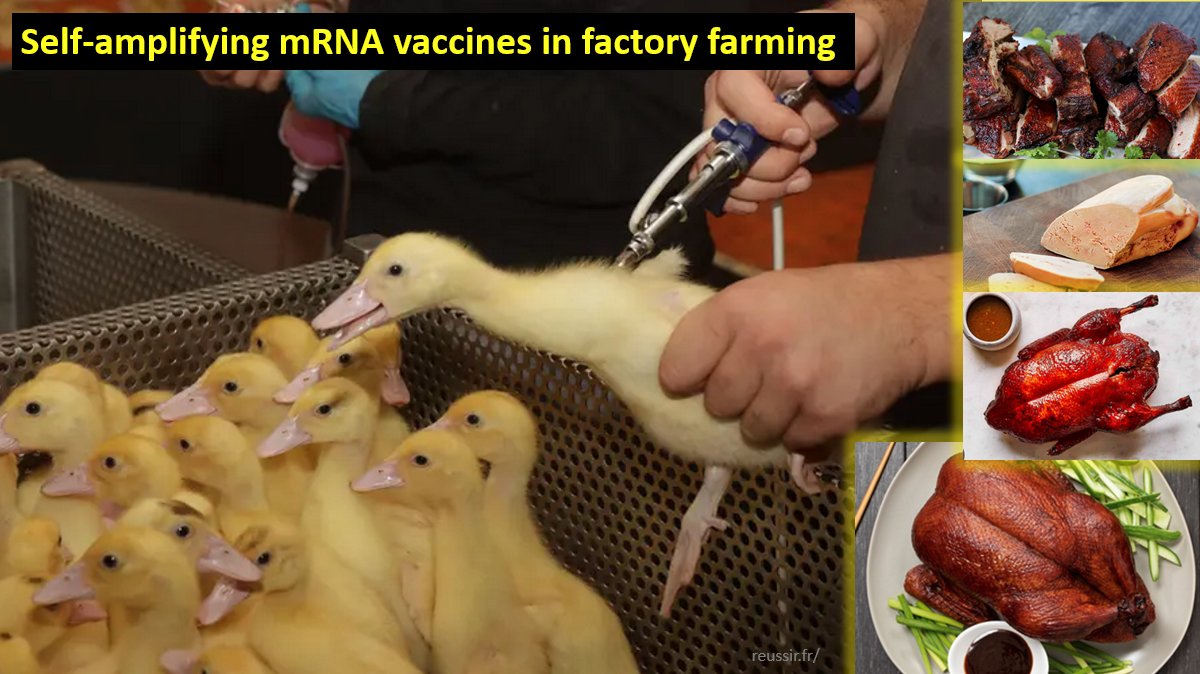 Will we all soon be indirectly vaccinated by eating meat?
In France, a self-amplifying mRNA vaccine is now being used in the factory farming of ducks.
Helene Banoun (<a href="/BanounHelene/">Hélène Banoun</a>) has published an important article on the subject: tinyurl.com/285hwx6u

- "The CEVA vaccine is