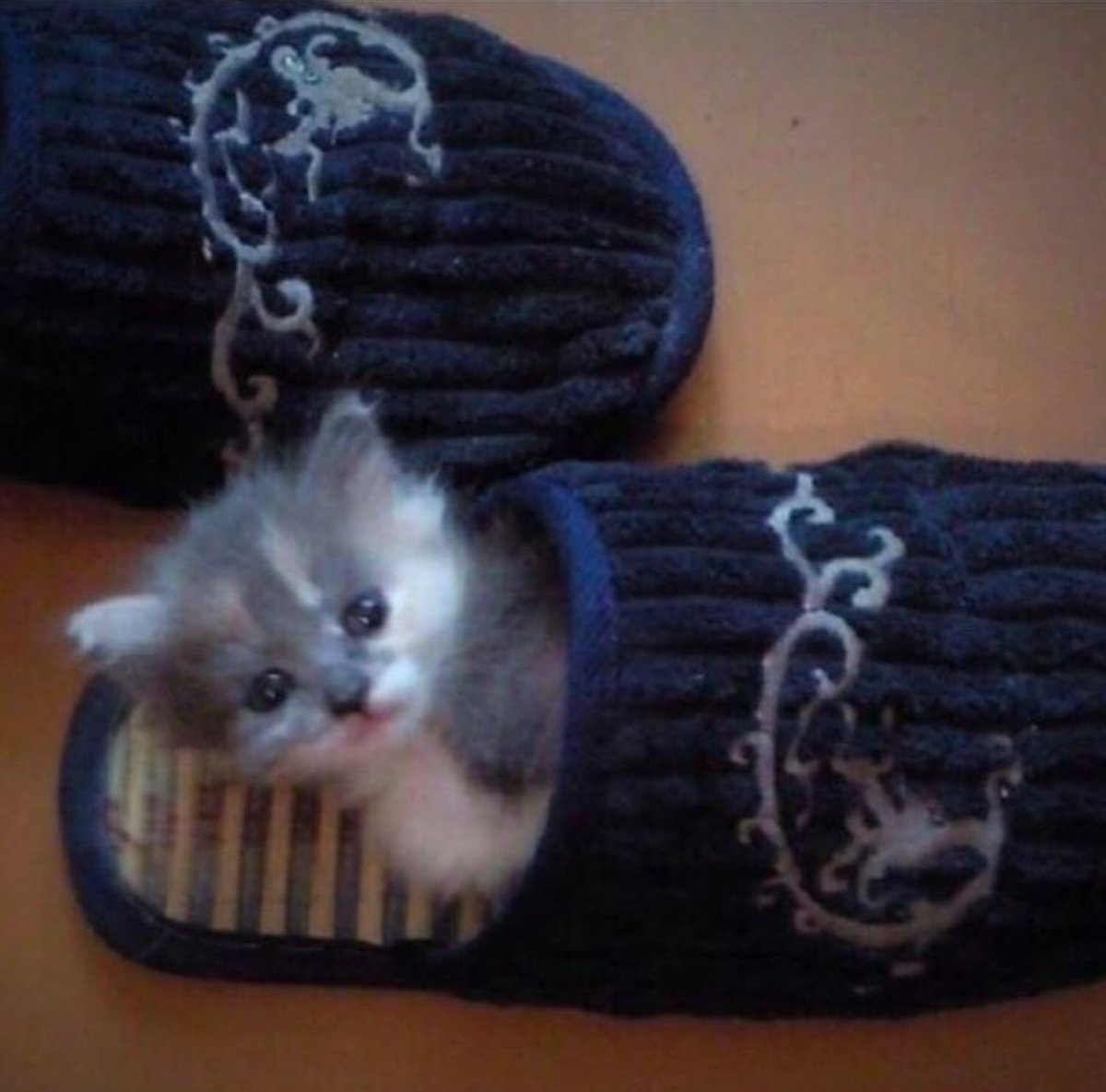 Catsillyness's tweet photo. smol sleeping bag https://t.co/CEvFXsOnmD