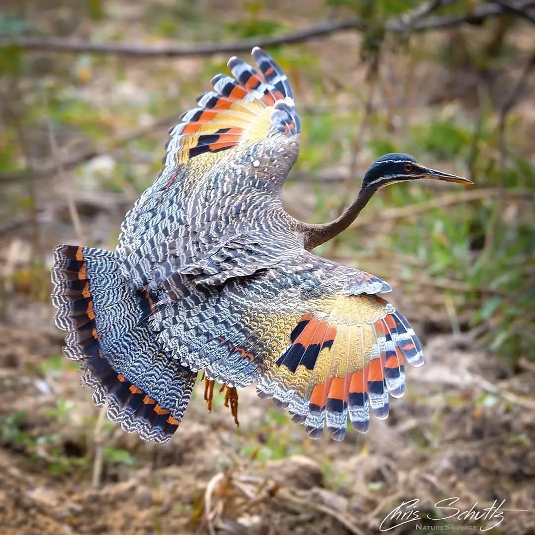 Sunbittern in flight!

By:@chris_naturesauvage_