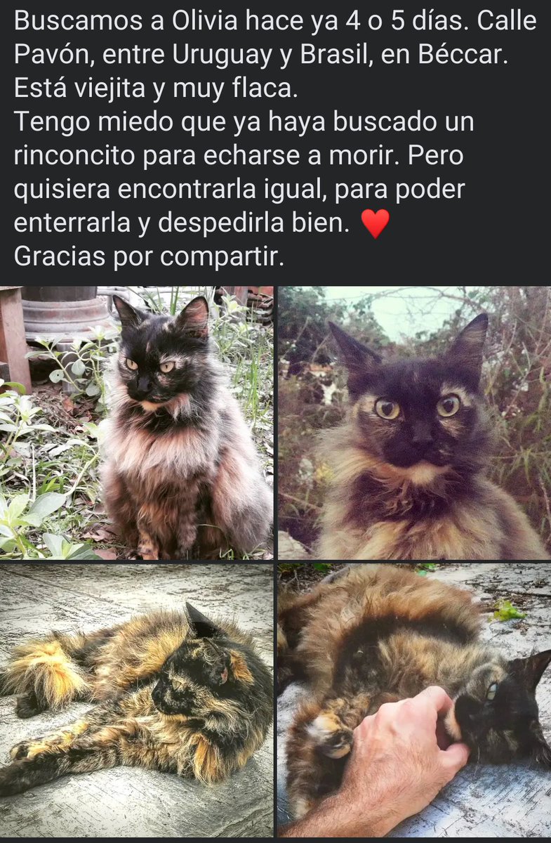 mariodiceque's tweet photo. Es nuestra gata ♥️.
Si ves esto, te pido un RT.
Muchas gracias. https://t.co/sFWCW3Q3Qw