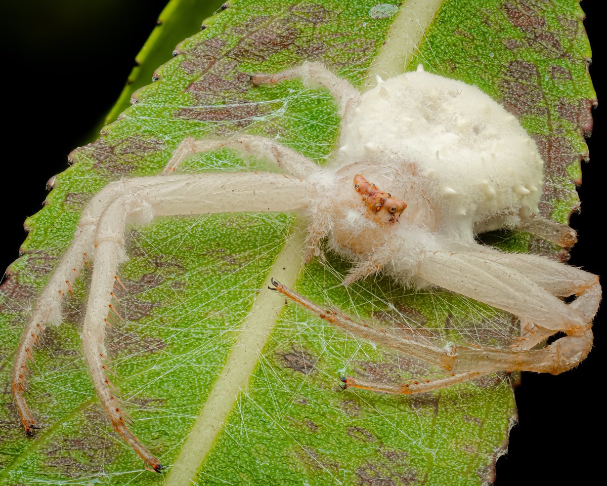 It’s a tough world out there for a little spider, and not just because of big vertebrate predators; this crab spider (maybe Misumessus?) fell victim to some sort of entomopathogenic fungus. Not a pleasant way to go, I imagine.