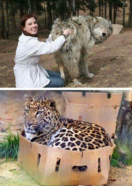 All dogs love butt scratches, all cats love boxes 😭