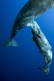 einsteresante's tweet photo. Ballena azul amamanta a su cría. La cría puede beber 300 litros de leche al día. La leche de este animal contiene un 30 o 40% de grasa. La leche humana contiene 3.8% y la de vaca 3.5%. La leche es espesa como crema dental, lo que impide que se mezcle con el agua. #naturaleza https://t.co/3GJaSlp6Nj