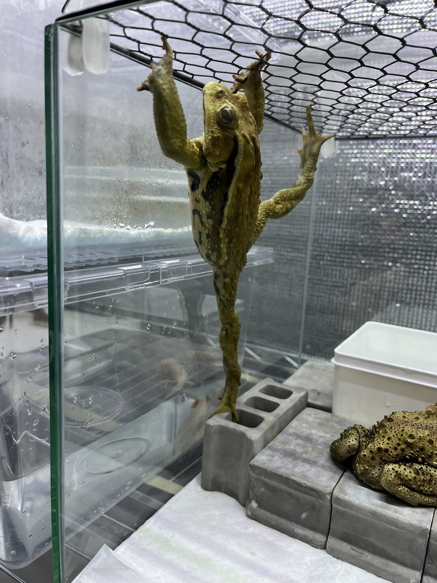 シュピーンとポーズを決めてるキスケ🤣
面白い子☺️

#アズマヒキガエル #ヒキガエル #frog #両生類