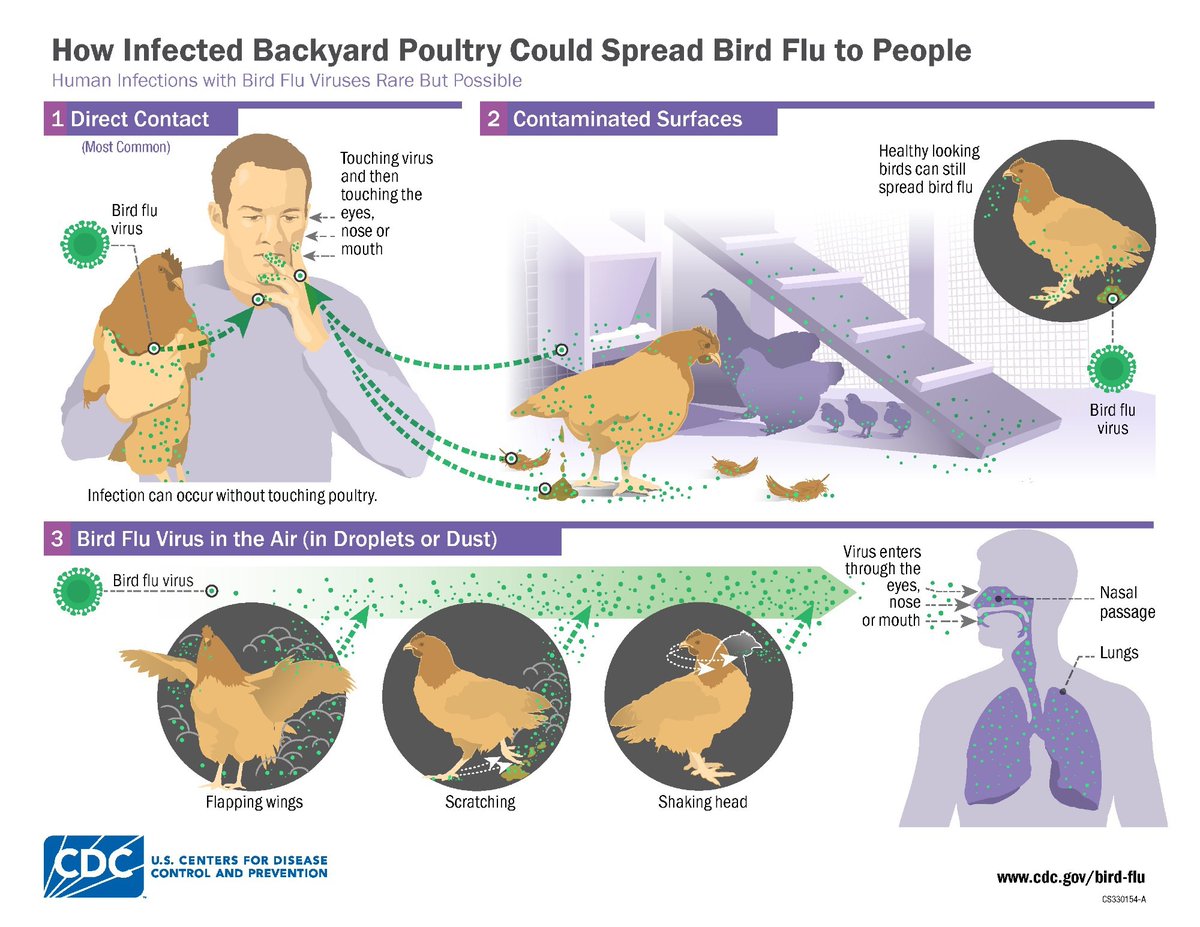 NewsMedical's tweet image. Human protein MxA restricts H5N1, but virus mutations raise alarms 🌍🦠🔬 news-medical.net/news/20250105/… #Influenza #H5N1 #VirusEvolution #MxAProtein #Zoonotic #AvianFlu #Pandemic #Virology #EmergingViruses #GlobalHealth @CDC_NCEZID