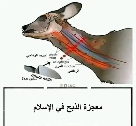 في جامعة بألمانيا سووا اختبار على البقر علشان يعرفون مقدار الألم اللي تحس فيه البقرة عند الذبح بالطريقة الإسلامية، وهذا من خلال عملية اسمها EEG. كانوا يراقبون المخطط الكهربائي لدماغ البقرة ومن خلالها يقدرون يعرفون إذا البقرة حسّت بأي ألم أو لا، وكم حجم الألم إذا صار.

جهزوا