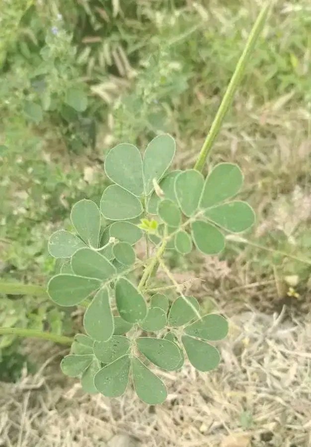 EchosTaibotak's tweet photo. đšđČ đš #Septentrion: DĂ©couverte
Voici l'arbreArbre généalogique de Tasba
1) Graines de Tasba
2) Feuilles (légumes) de Tasba
3) sauce de Tasba (complément, couscous mil rouge)
#Gastronomie #delicieux
#HEBDOS https://t.co/1sXuX6Hss0