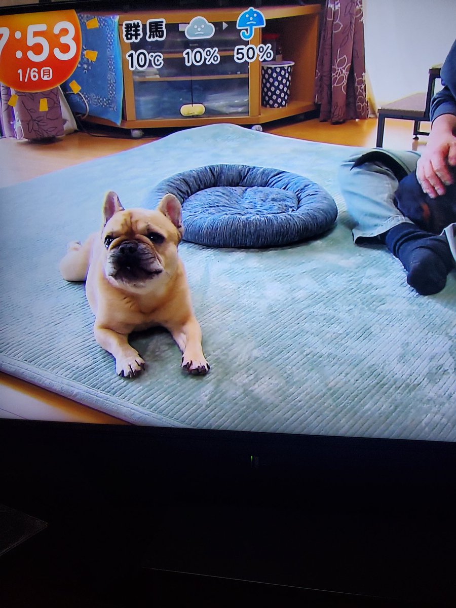 Eri63197078's tweet image. 今日のわんこにフレブルちゃんがー💕
仕事頑張れそ
#フレブル
#今日のわんこ