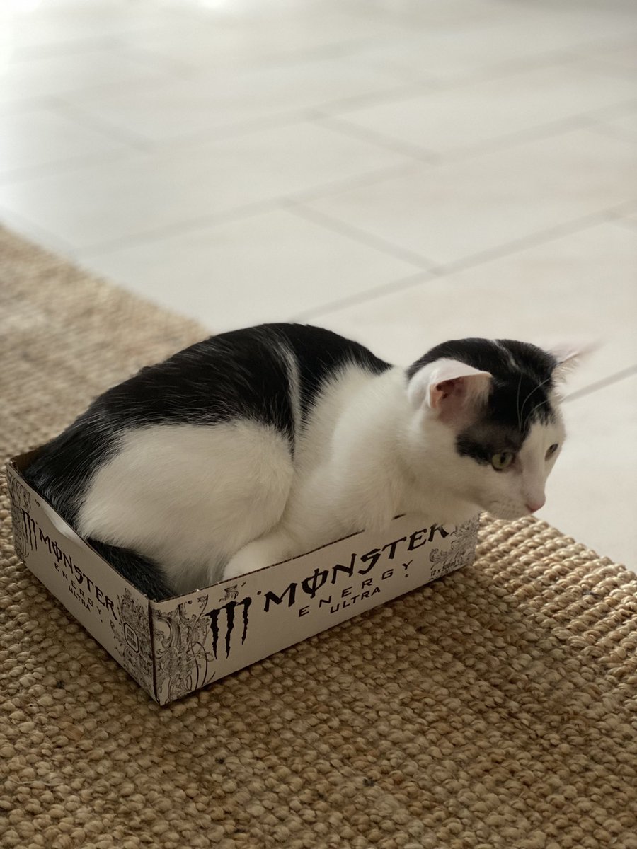 Hat wer ein Monster bestellt? Das ist die neuste Sorte von <a href="/MonsterEnergyDE/">Monster Energy DE</a> 

#monsterenergy #ultrawhitezero #streamergirl