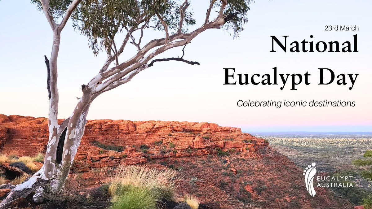 EucalyptAus's tweet photo. ICYMI: Pack your bags and come with us on an adventure around Australia, winding our way through landscapes framed by the iconic gum tree.

Put the 23rd of March in your diary – on #NationalEucalyptDay2025, we're celebrating Australia's iconic destinations!

#LoveAGum https://t.co/OTCurOSlWU