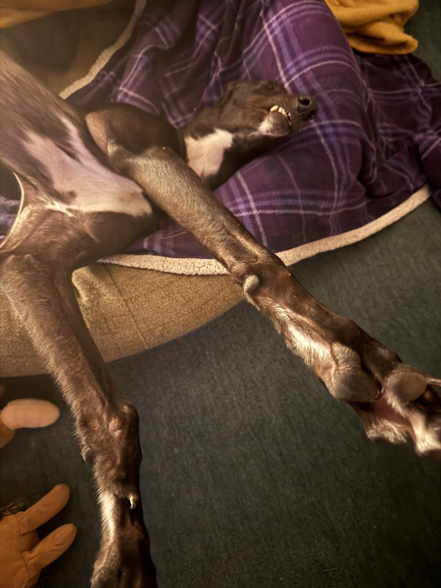 Gary Husband ๐พ๐พ (@garyhusband) on Twitter photo Ridiculous creature Ridiculous creature