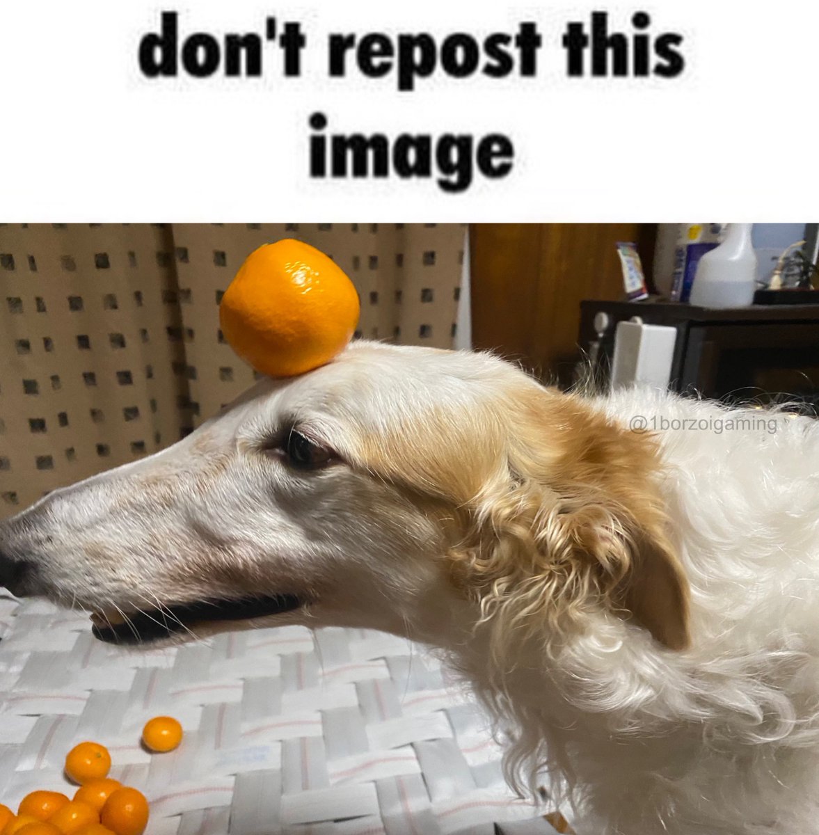 485
#borzoi #borzoitwt