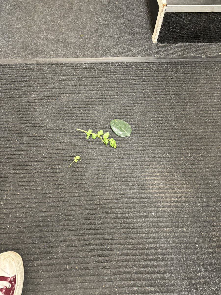 Amber 🏳️‍🌈🍉 tweet media