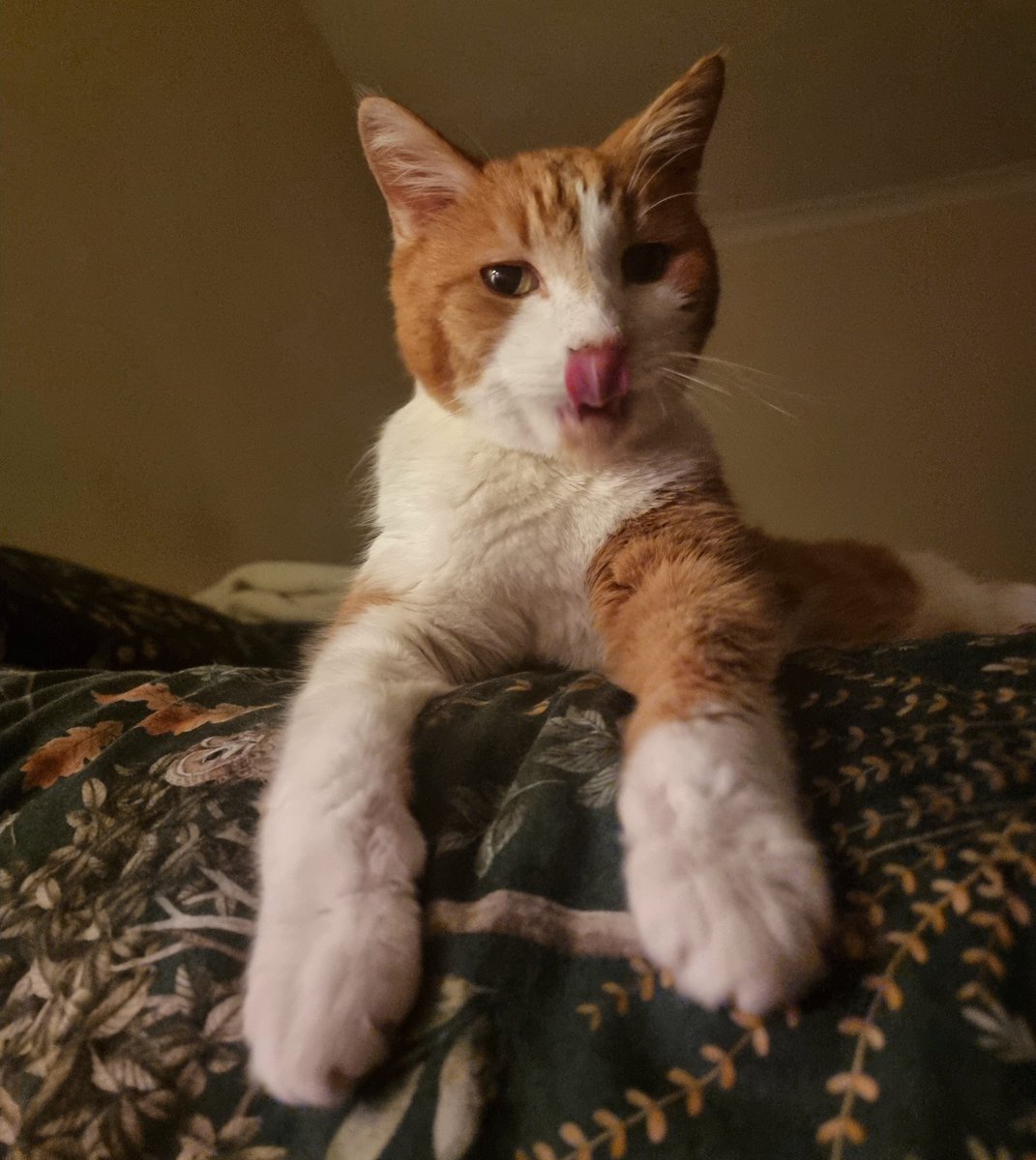 Grandmeowster Charlie the Chess Cat βπ (@charliechesscat) on Twitter photo It's time for my midnight snack in bed πΊ It's time for my midnight snack in bed πΊ