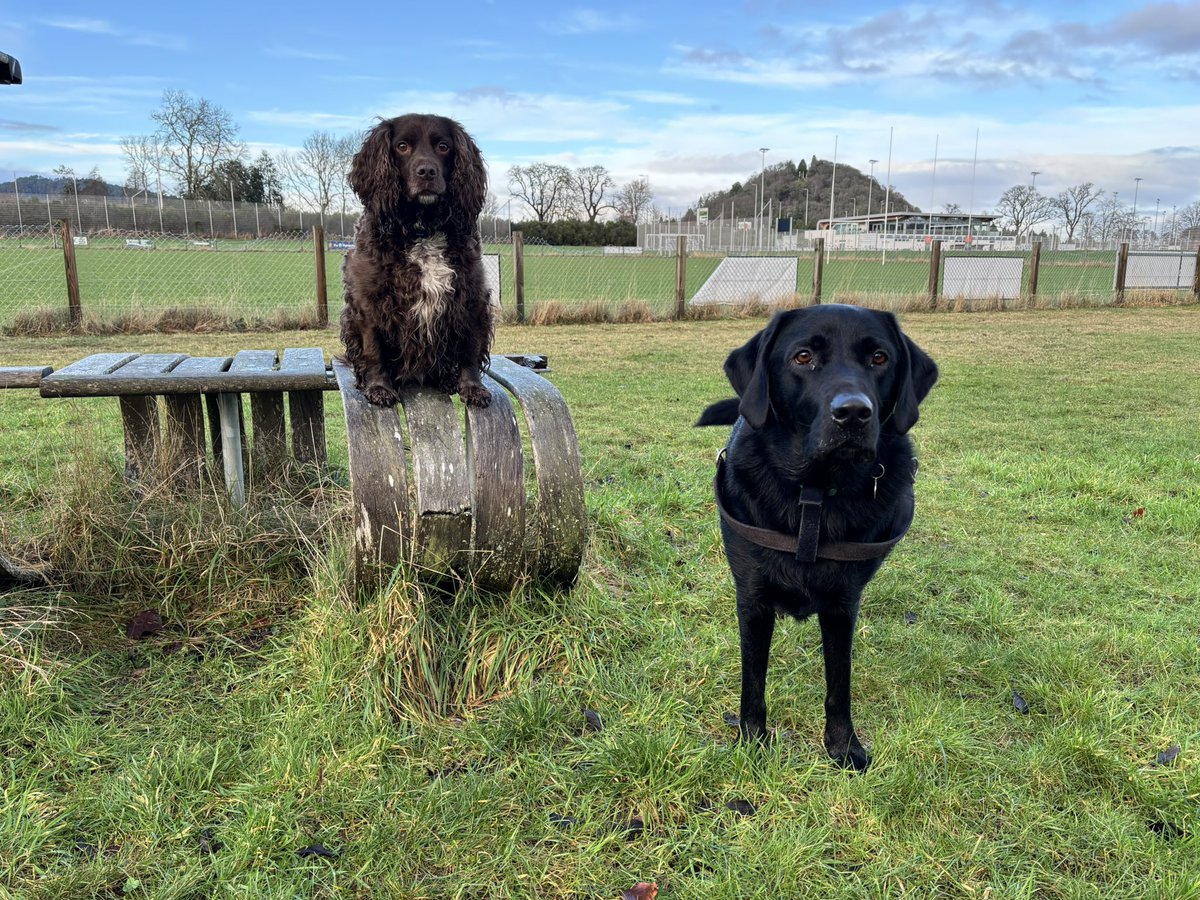 AlfieWoofWoof 🌈 & Dougal tweet media