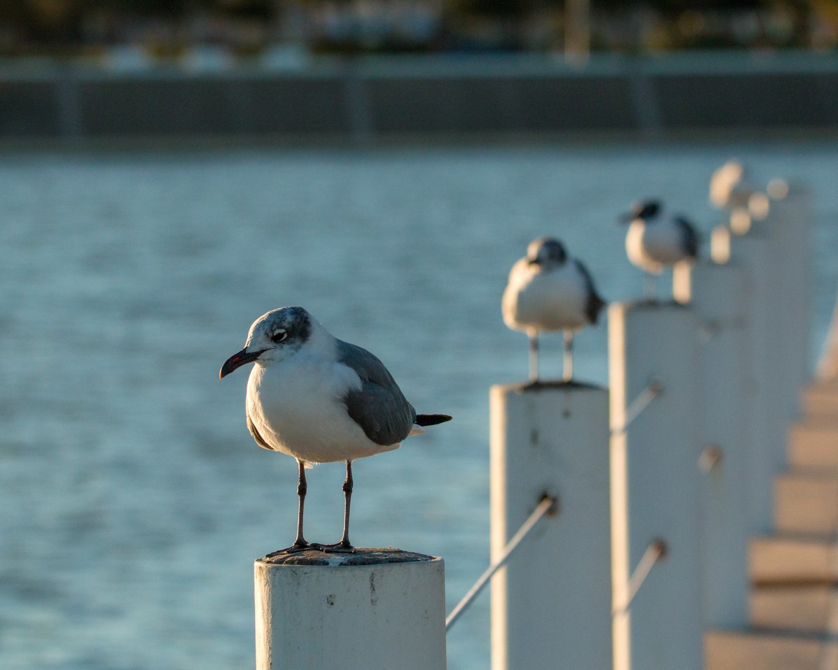 Corpus Christi, Texas tweet media