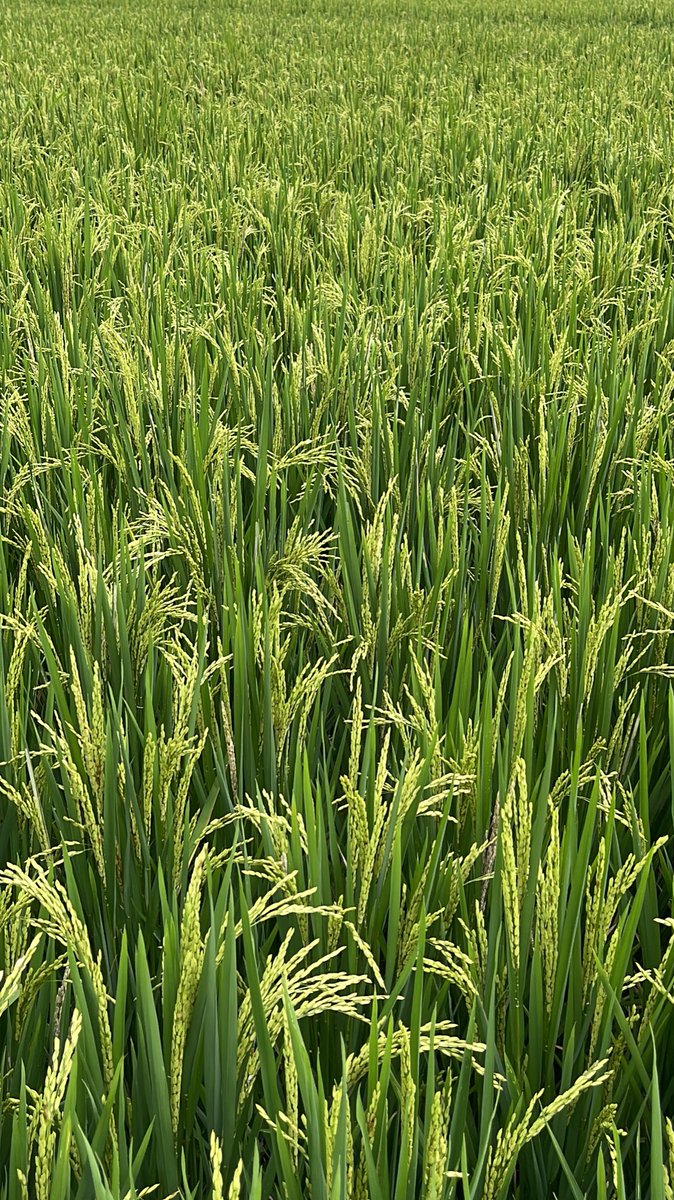 elle ଳ ‧₊˚ ⋅ tweet media