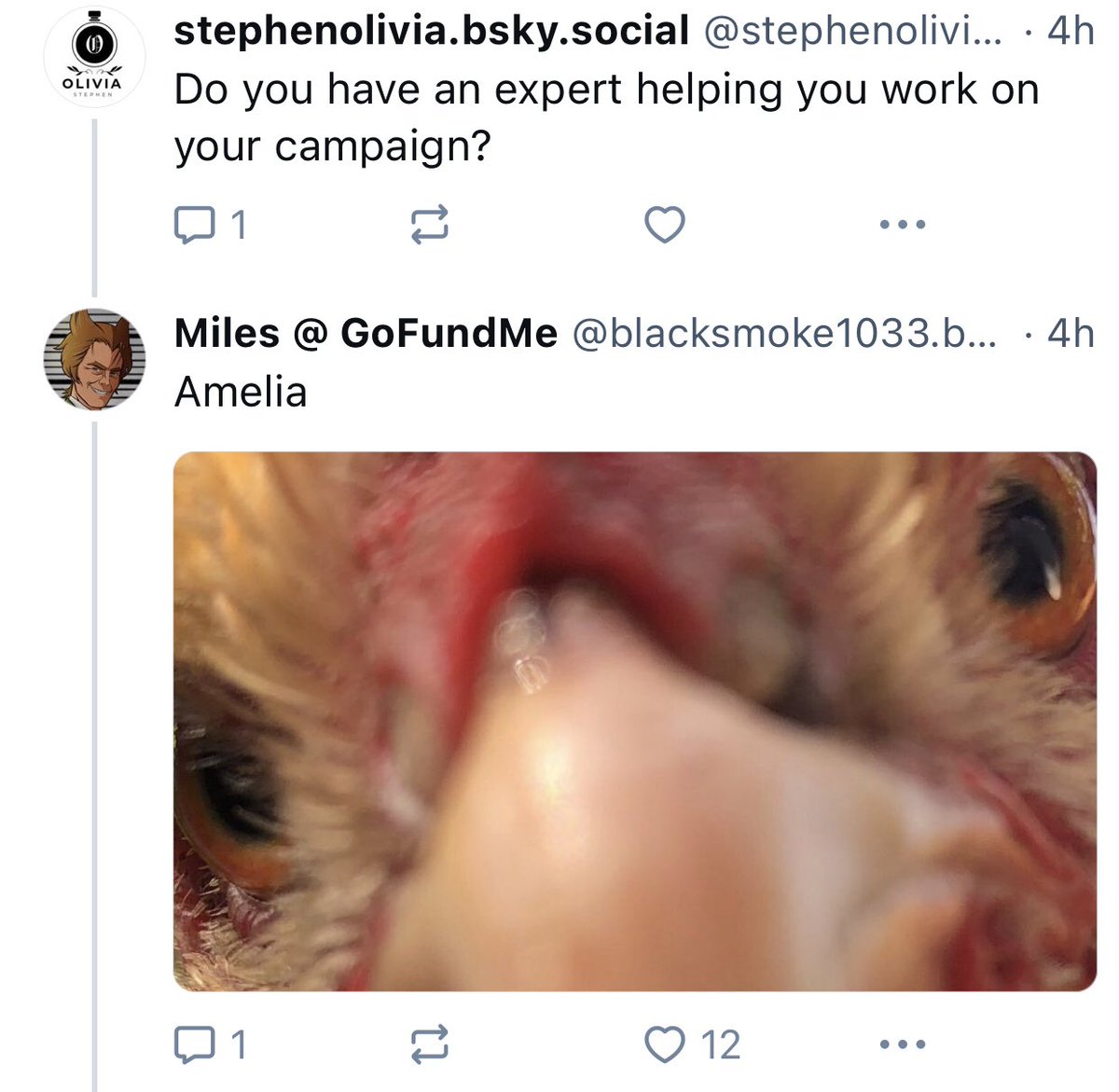 blacksmoke1033's tweet image. I am currently raising funds for surgery and social media assistant Amelia is dealing with all the parasite accounts. She’s very good