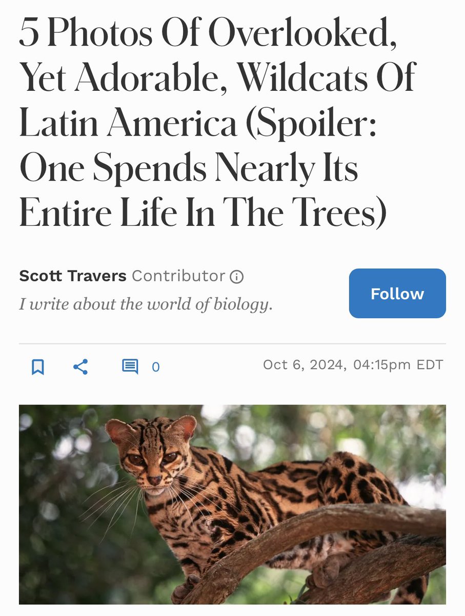 Juno is a cover girl! So cool that our Junie was featured in an article by Scott Travers in <a href="/Forbes/">Forbes</a>. You can read it at bit.ly/margayarticle. 

Margay are still such a mystery, so little is known about them. 
#daretocare #carerescuetexas #margay #wildcats #animalfacts #forbes