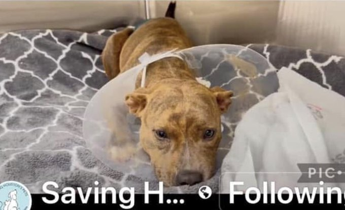 psychicwhisper3's tweet photo. 🐾💎ESPRESS0😢#A629650
💔Just Had A 2nd Spay Surgery 1st Botched
They Want Her Out The🚪Or☠️No Time⏰
This Sweet Girl Has Till 🌹1/6💔
Been Through So Much Already😩2Yrs
✨Please #Pledge2🛟 #Adopt #Foster
Harris County 612 Canino Rd #Houston #TX
☎️281-999-3191 Out Of State✅ https://t.co/HKaKVvZXE1