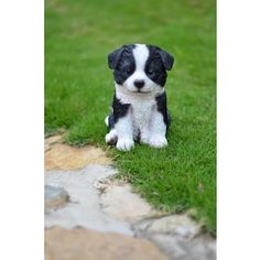 walli_wallis's tweet photo. @GeTong37574 #cute_ #cutepet. https://t.co/s9dR8AQkc0