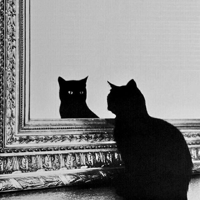 Black cats are not bad luck (@visualscat) on Twitter photo 