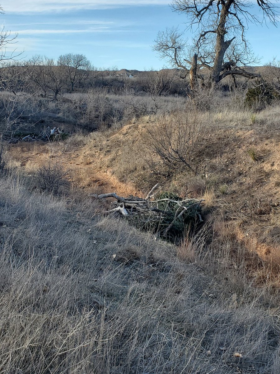 OgallalaLife's tweet photo. More work @WildcatBluffNC in preparation for our February work session 💪

Here @wmflies &amp; Jacob are hauling landscape cuttings - diverting waste to reinforce &amp; supplement installations of natural infrastructure in dryland streams (#NIDS)

To slow, spread, soak &amp; sink stormwater https://t.co/NjnoaurRJp